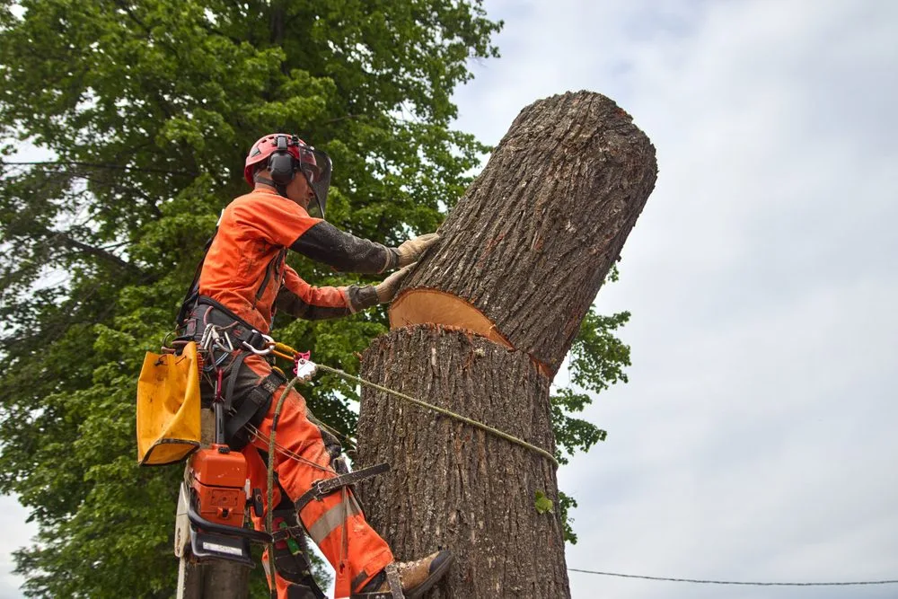 TREE REMOVAL