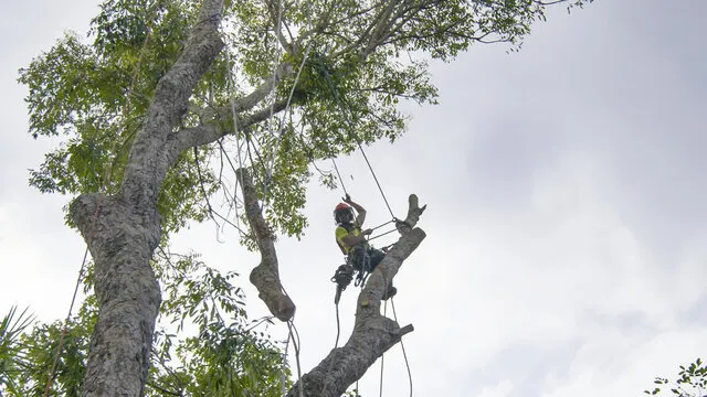 cutting some branches