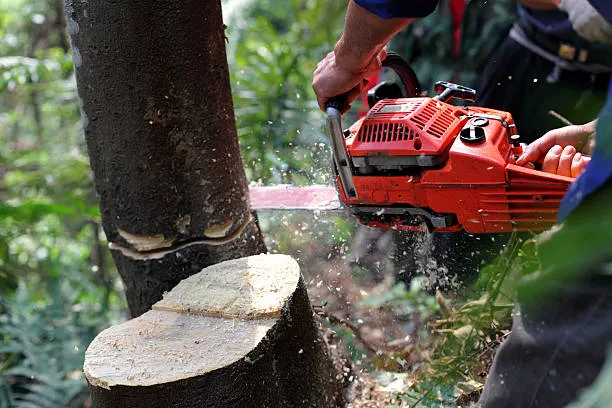 man cutting a tree