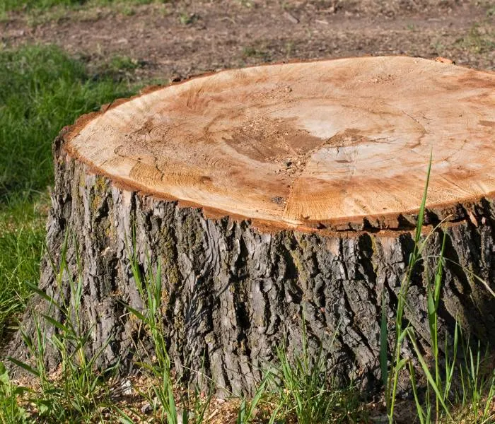 tree-stump-grinding