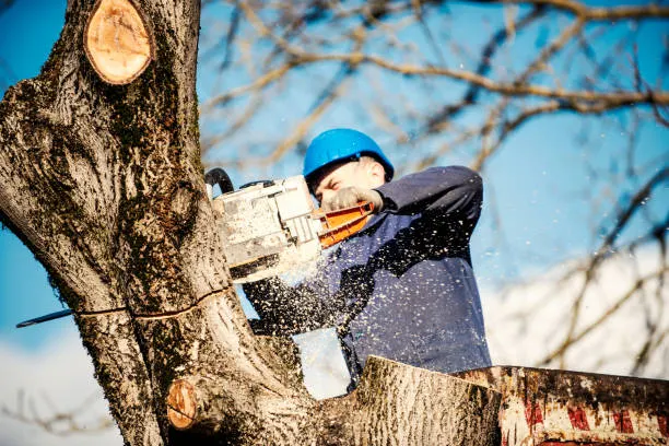 man trimming the trees